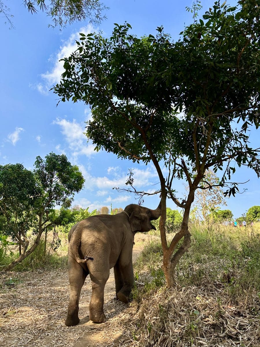 An elephant reaching into a tree at the sanctuary